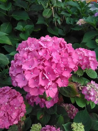 Garage St Auto, Garage Automobile à Chevagnes