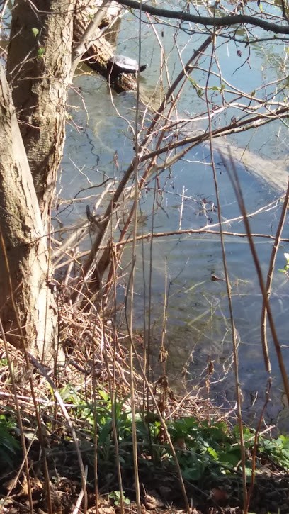 Klein Renaud, Garage Automobile à Schiltigheim