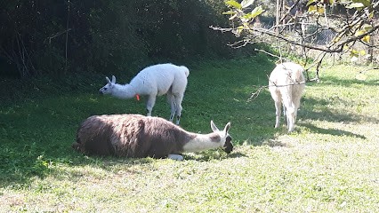 Micro-Proto, Garage Automobile à Bonnefamille