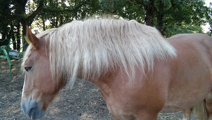 Didier CHARFOULAULT, Garage Automobile à Vierzon