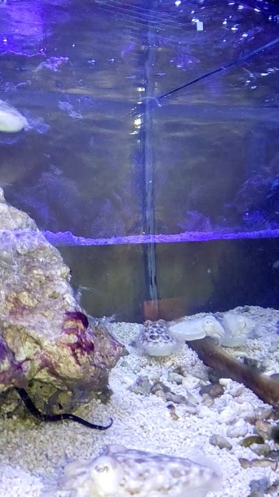 Siorem Sarl, Garage Automobile à Gravigny