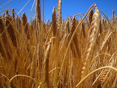 SAS Société D'Entreprise Richard Frères, Garage Automobile à Cogna