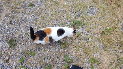 Alsace Autoprog, Engine Reprogramming, Mapping, Garage Automobile à Rothau